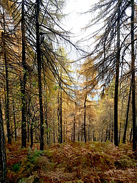 Bosco di larici