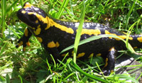 Salamandra salamandra