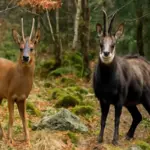 Differenze fra caprioli e camosci nei boschi alpini della Val Pellice: i particolari che non tutti notano